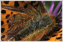 kleiner_perlmutterfalter_2011_2_makro_preview