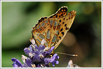 kleiner_perlmutterfalter_2011_2_preview