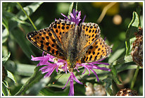 kleiner_perlmutterfalter_2011_preview