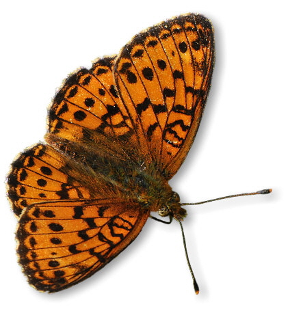 maedesuess-perlmutterfalter