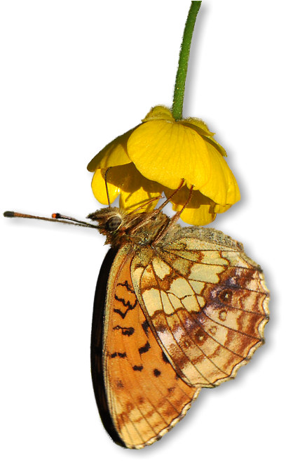 maedesuess-perlmutterfalter_1