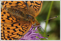 maedesuess-perlmutterfalter_2011_10_makro_preview