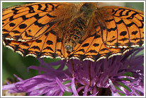 maedesuess-perlmutterfalter_2011_11_makro_preview