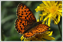 maedesuess-perlmutterfalter_2011_1_preview