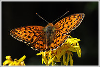 maedesuess-perlmutterfalter_2011_2_preview