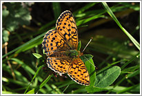 maedesuess-perlmutterfalter_2011_3_preview