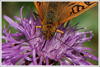 maedesuess-perlmutterfalter_2011_4_makro_preview