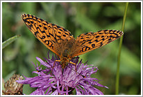 maedesuess-perlmutterfalter_2011_4_preview