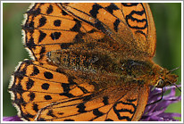 maedesuess-perlmutterfalter_2011_5_makro_preview
