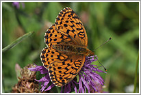 maedesuess-perlmutterfalter_2011_5_preview