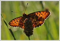 maedesuess-perlmutterfalter_2011_6_preview