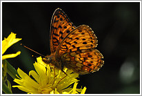 maedesuess-perlmutterfalter_2011_7_preview