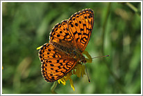 maedesuess-perlmutterfalter_2011_preview