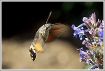 taubenschwaenzchen_2006_1_preview