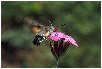 taubenschwaenzchen_2003_preview