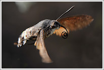 taubenschwaenzchen_2013_1_preview