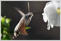 taubenschwaenzchen_2013_4_preview