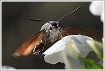 taubenschwaenzchen_2013_6_preview