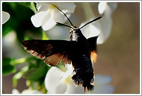 taubenschwaenzchen_2013_7_preview