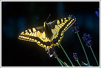 schwalbenschwanz_2006_1_preview