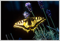 schwalbenschwanz_2006_2_preview