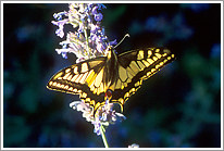 schwalbenschwanz_2006_3_preview