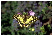 schwalbenschwanz_2006_preview