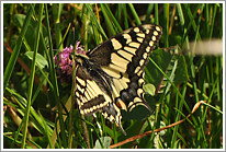 schwalbenschwanz_2011_1_preview