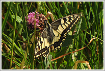 schwalbenschwanz_2011_preview