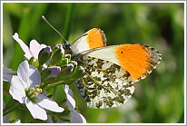 aurorafalter_2011_1_preview