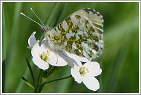 aurorafalter_2011_2_preview