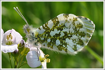 aurorafalter_2011_3_preview