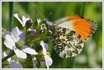 aurorafalter_2011_preview