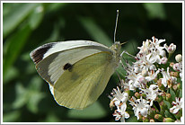 grosser_kohlweissling_2011_1_preview