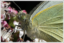 grosser_kohlweissling_2011_3_makro_preview