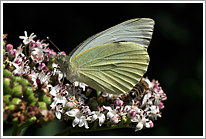 grosser_kohlweissling_2011_3_preview