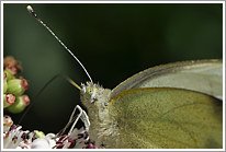 grosser_kohlweissling_2011_4_makro_preview