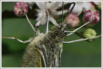 grosser_kohlweissling_2011_5_makro_preview