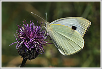 grosser_kohlweissling_2011_5_preview