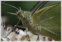 grosser_kohlweissling_2011_6_makro_preview