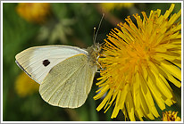 grosser_kohlweissling_2011_preview