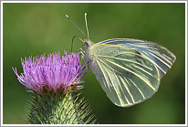 grosser_kohlweissling_2013_1_preview