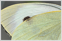 grosser_kohlweissling_2013_2_makro_preview