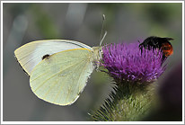 grosser_kohlweissling_2013_2_preview