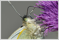 grosser_kohlweissling_2013_makro_preview