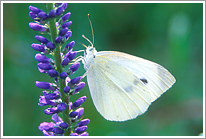 kleiner_kohlweissling_2002_preview