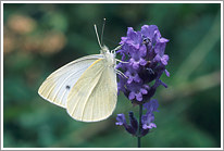 kleiner_kohlweissling_2009_preview