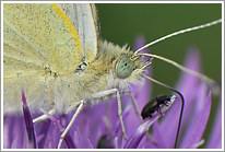 kleiner_kohlweissling_2011_1_makro_preview