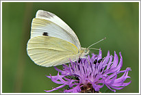 kleiner_kohlweissling_2011_1_preview