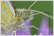 kleiner_kohlweissling_2011_2_makro_preview